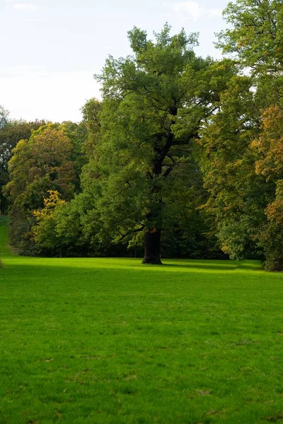 Vertikální Záběr Zeleného Trávníku Pod Stromy Parku — Stock fotografie