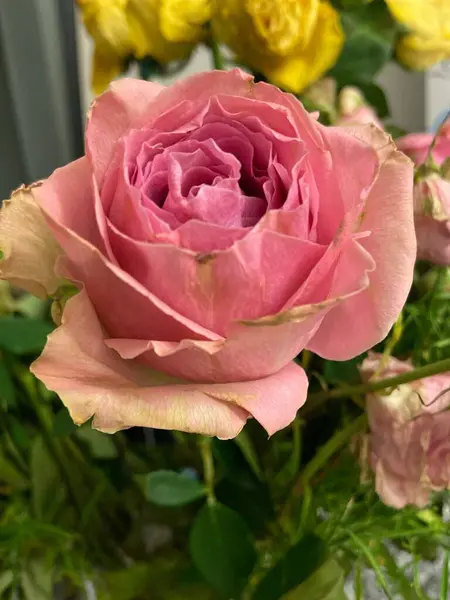 stock image A close up of a pink rose