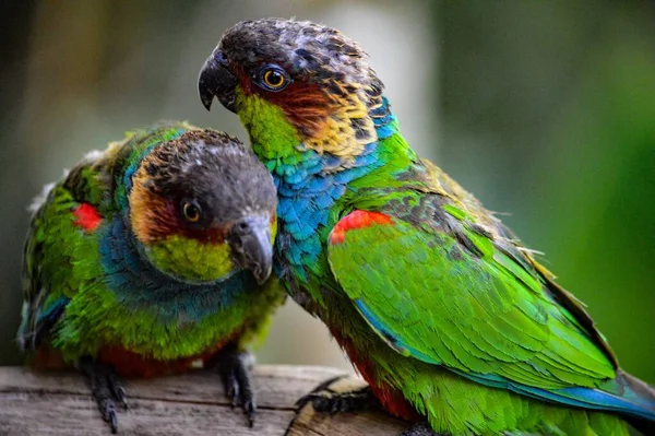 Detailní Záběr Dvou Okrově Značených Papoušků — Stock fotografie
