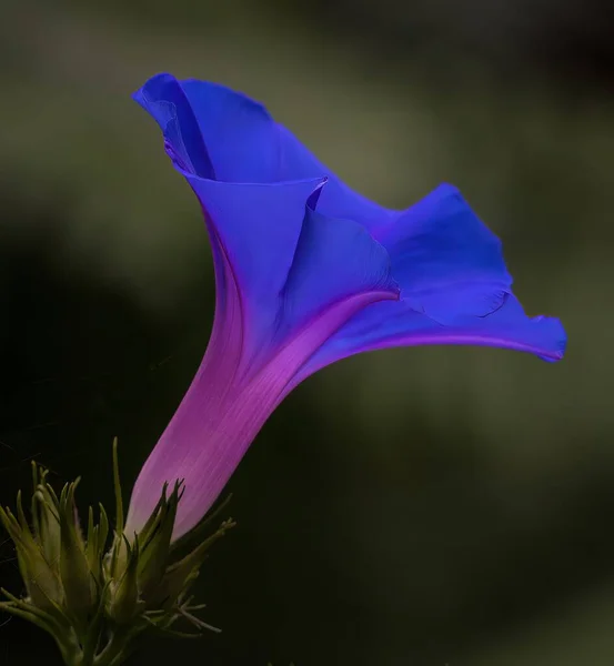 Ένα Κοντινό Πλάνο Ενός Πρωινού Ένδοξου Λουλουδιού Στον Κήπο — Φωτογραφία Αρχείου