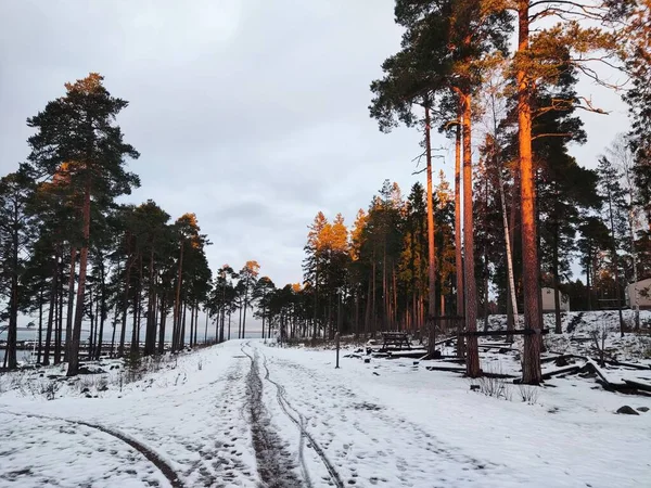Dzienny Leśny Widok Drzew Światłem Słonecznym Nich Zimowy Dzień — Zdjęcie stockowe