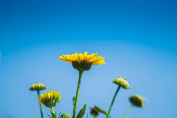 Zbliżenie Żółte Aster Kwiaty Kwitnące Zimie — Zdjęcie stockowe
