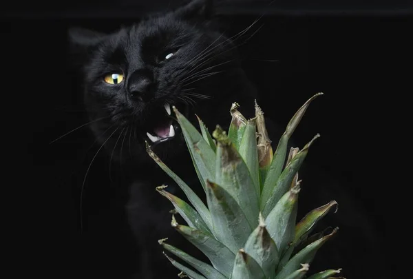 Cat Biting Pineapple Black Background — Stock Photo, Image