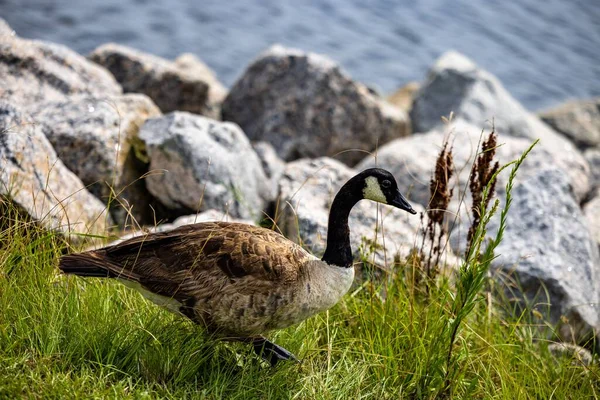 Селективный Фокус Canada Goose — стоковое фото