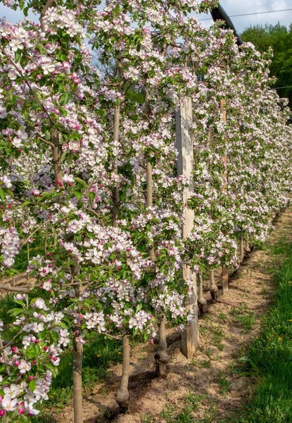 Kvetoucí Jablečný Sad Jaře Svislý — Stock fotografie