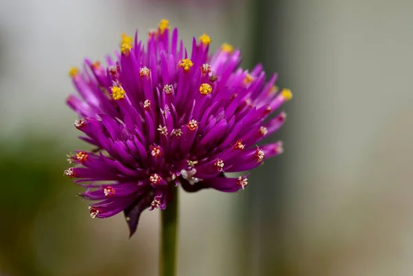 背景がぼやけて紫色のゴンフレナの花のクローズアップショット — ストック写真
