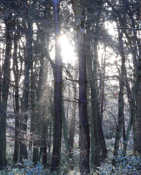 Een Verticaal Van Zonlicht Stralend Door Bladloze Bomen Sutton Park — Stockfoto