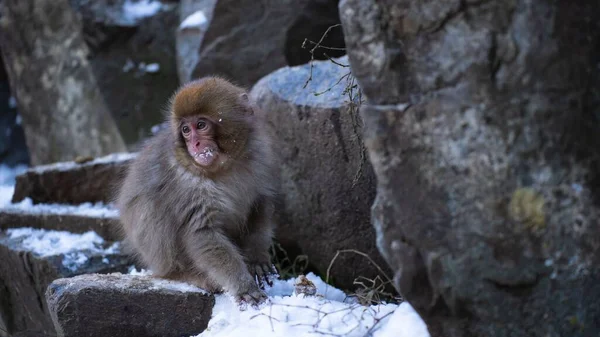 Ένα Μωρό Μαϊμού Χιόνι Macaca Fuscata Στην Άγρια Φύση Στην — Φωτογραφία Αρχείου