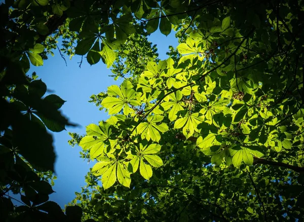 Nízký Úhel Slunečného Květu Strom Zelenými Listy Pod Modrou Oblohou — Stock fotografie
