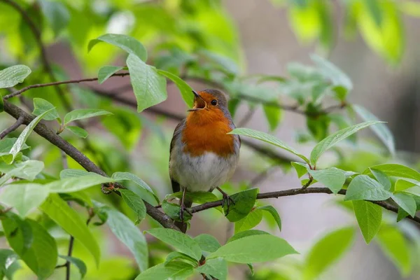 나무의 위에서 노래하는 울새의 — 스톡 사진