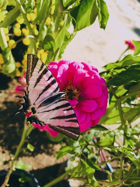 Ein Rosafarbener Schwalbenschwanz Iphiclides Podalirius Auf Einer Blume Einem Garten — Stockfoto
