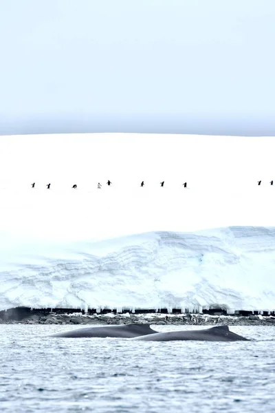 Вертикальний Знімок Пінгвінів Arctica Adelie Pygoscelis Adeliae Сніжному Льодовику Китів — стокове фото