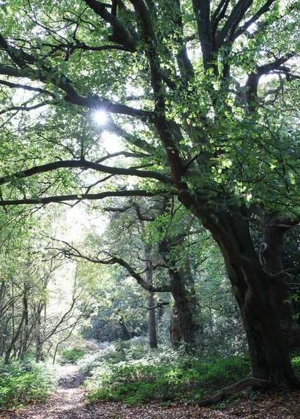 Uma Foto Vertical Caminho Uma Floresta Birmingham Reino Unido Dia — Fotografia de Stock