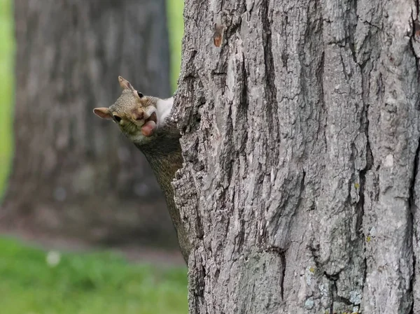 Wiewiórka Trzymająca Orzecha Ustach Drzewie — Zdjęcie stockowe