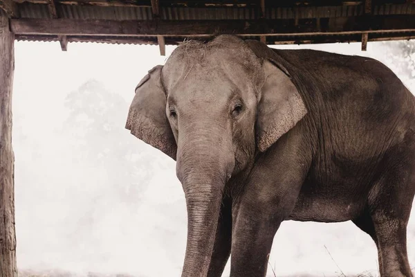 Elefante Que Cría Chitwan Nepal — Foto de Stock