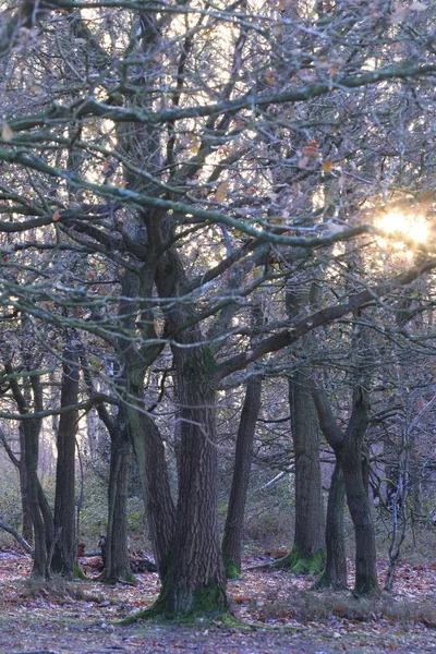 Birmingham Ngiltere Gündoğumunda Çekilen Sutton Parkının Güzel Bir Görüntüsü — Stok fotoğraf