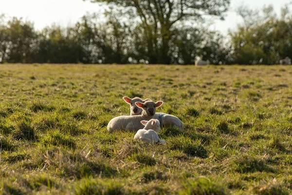 在乡间阳光下的农田里吃草的绵羊和羊羔的特写镜头 — 图库照片