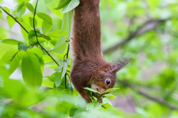 Close Esquilo Vermelho Bonito Uma Árvore Tentando Tirar Uma Porca — Fotografia de Stock