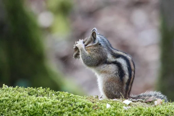 Zbliżenie Pięknej Wiewiórki Lesie Zamazanym Tłem — Zdjęcie stockowe