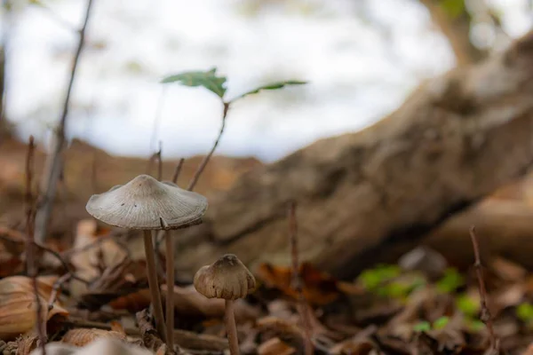 Closeup Shot Clustered Bonnet Mushroom Found Growing Wild — Stock Photo, Image