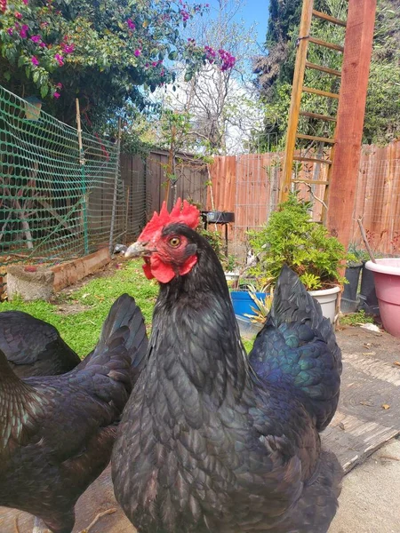 晴れた日に家の裏庭で他の鶏に囲まれたオーストラリアの鶏のクローズアップショット — ストック写真