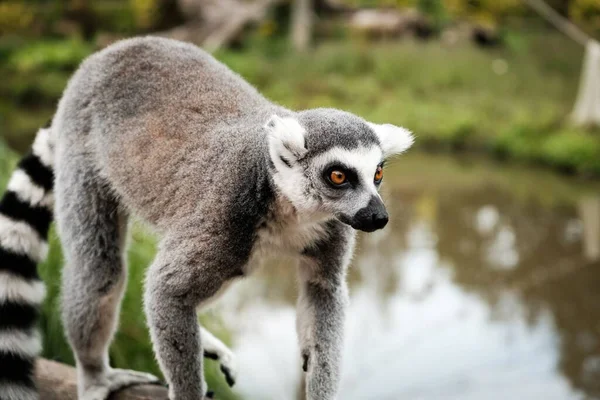 Närbild Ringsvansad Lemur — Stockfoto