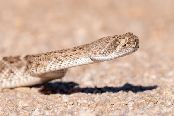 Szelektív Fókusz Nyugati Gyémánthátú Csörgőkígyó Földön Homályos Háttérrel — Stock Fotó