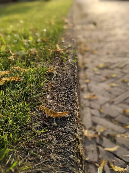 Yolda Yatan Sarı Yapraklar Yakın Planda Bulanık Arka Planlı Otlar — Stok fotoğraf