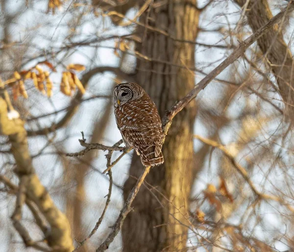 Μια Θέα Ενός Όμορφου Barred Owl Ένα Κλαδί Ένα Δάσος — Φωτογραφία Αρχείου