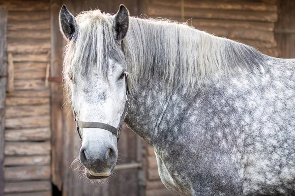 白いペルセロン馬のクローズアップ — ストック写真