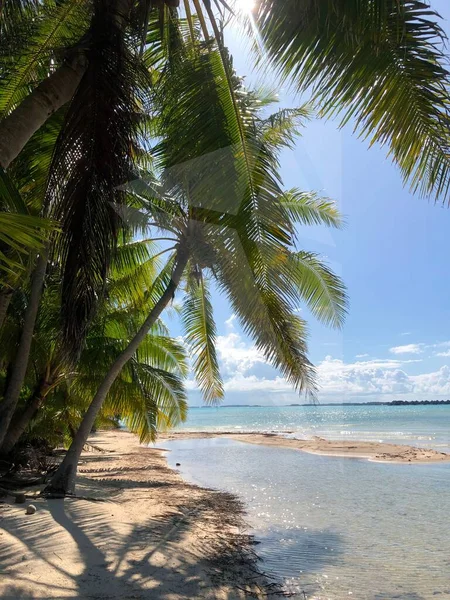 Сонячний Піщаний Пляж Пальмами Біля Моря Літній День — стокове фото