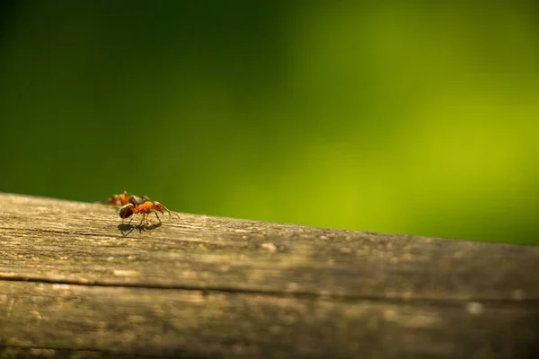 Selektivní Zaměření Červeného Lesního Mravence Kůře Stromu Zeleným Rozmazaným Pozadím — Stock fotografie