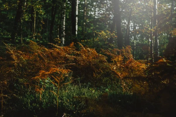 Живописный Снимок Красивых Высоких Апельсиновых Растений Лесу Осенним Солнцем Сияющим — стоковое фото