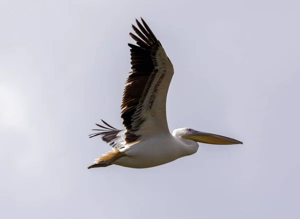 Die Pelikane Fliegen Blauem Himmel — Stockfoto