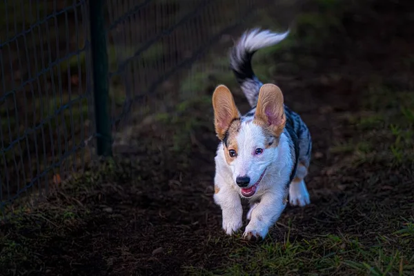 Een Horizontaal Shot Van Een Veelkleurige Corgi Puppy Rennend Langs — Stockfoto