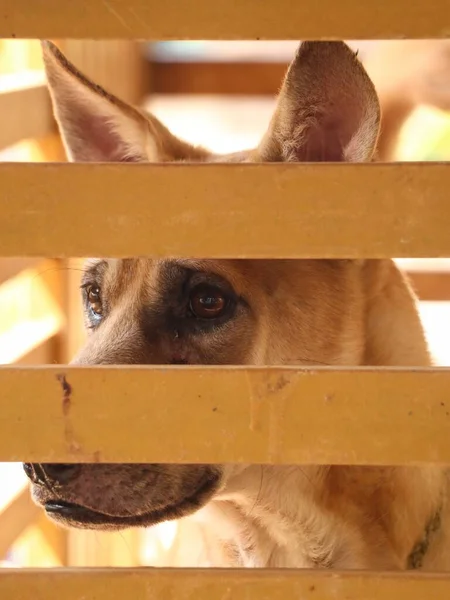 Függőleges Közelkép Egy Barna Kutyáról Gyönyörű Ragyogó Szemekkel Egy Bézs — Stock Fotó