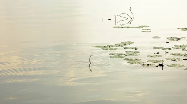 春天的荷花湖水 — 图库照片