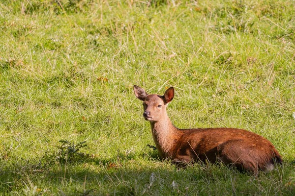 Young Deer Field — Stock Photo, Image