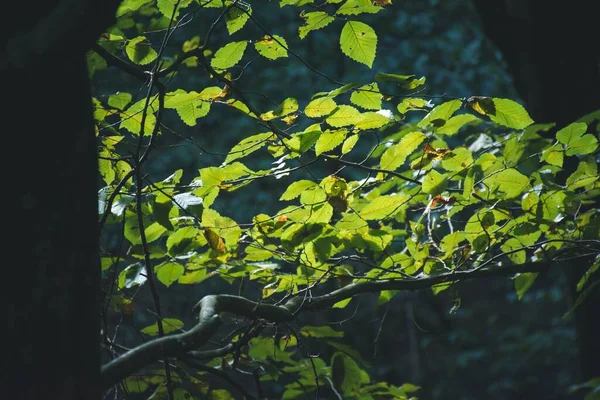 Крупный План Зеленых Листьев Дерева Солнечном Свете Лесу — стоковое фото