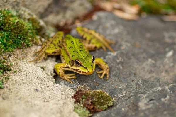 Closeup Edible Frog — Stock Photo, Image