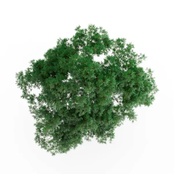 Egy Fehér Alapon Izolált Zöld Növény Illusztrációja — Stock Fotó