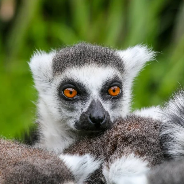Closeup Beautiful Lemur Zoo Blurred Background — Stock Photo, Image