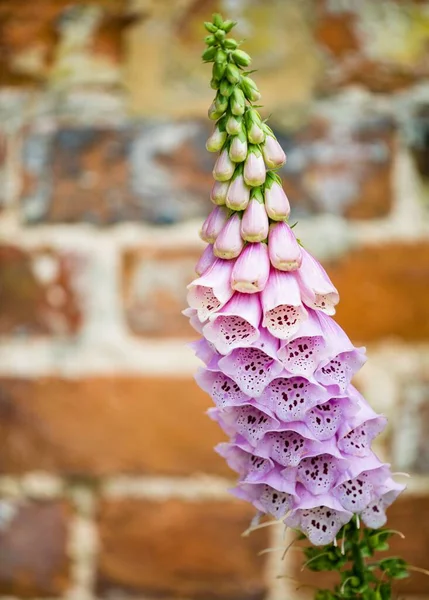 Plan Vertical Une Plante Fleurs Foxgloves — Photo
