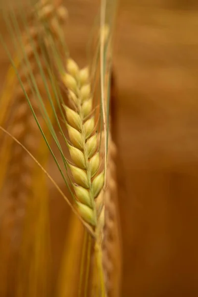 Bulanık Bir Arkaplanda Gündüz Vakti Tarladaki Buğday Artışının Dikey Yakın — Stok fotoğraf