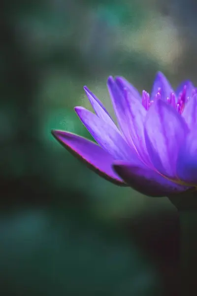 보라색 연보라색 연꽃의 — 스톡 사진