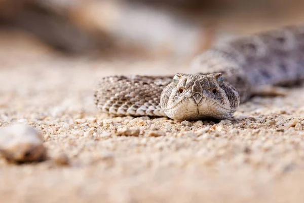 Szelektív Fókusz Nyugati Gyémánthátú Csörgőkígyó Földön Homályos Háttérrel — Stock Fotó