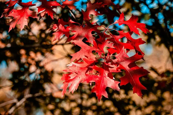 Kırmızı Meşe Yapraklarının Yakın Plan Çekimi Arka Planda Bulanık Güneş — Stok fotoğraf