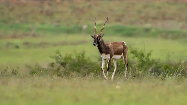 Ένα Blackbuck Antilope Cervicapra Επίσης Γνωστή Ινδική Αντιλόπη Στον Τομέα — Φωτογραφία Αρχείου
