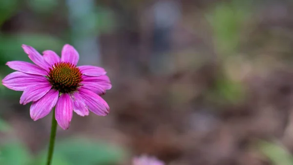 Eine Nahaufnahme Eines Violetten Sonnenhuts Der Einem Garten Wächst — Stockfoto