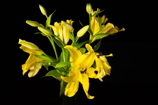 Close Flores Botões Amarelos Páscoa Lily Haste Verde Com Fundo — Fotografia de Stock
